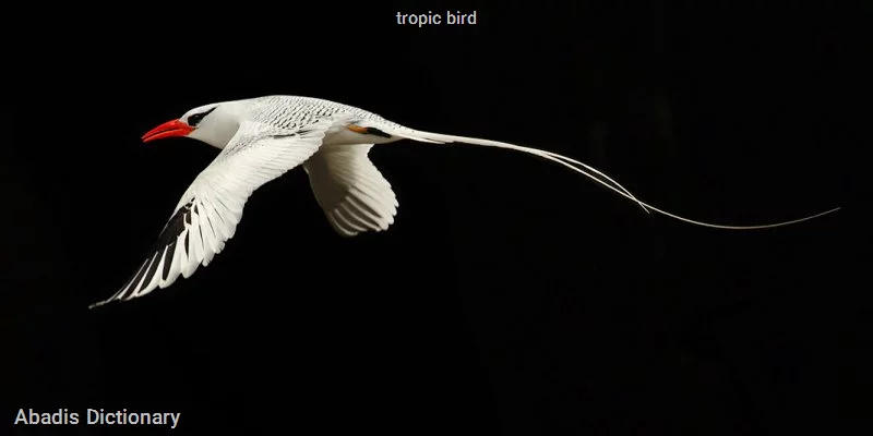 tropic bird